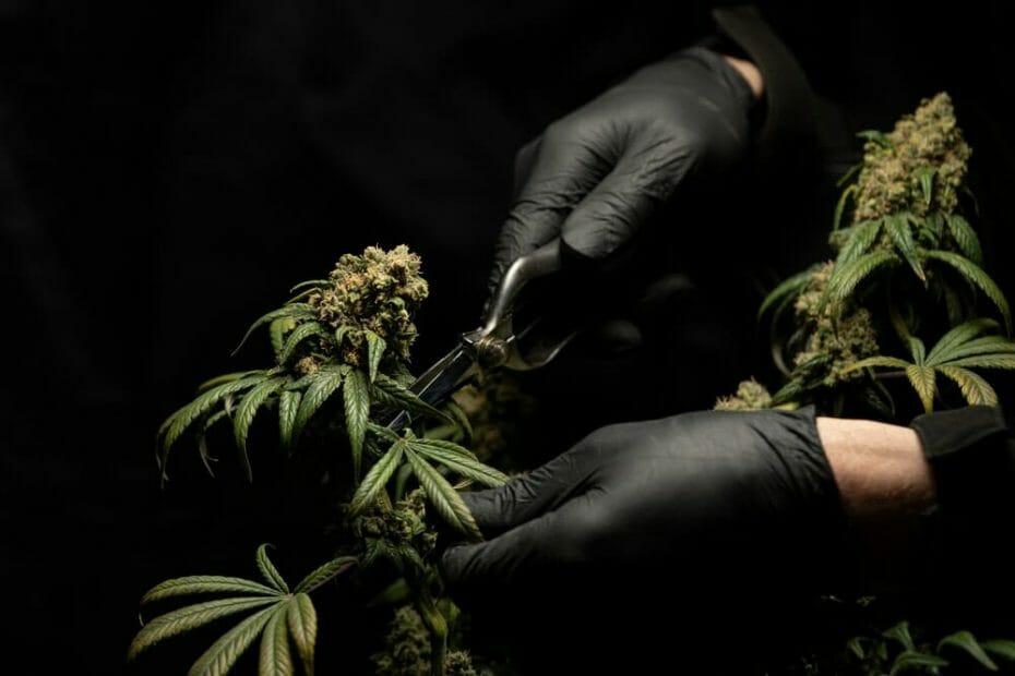 cutting weed from its plant